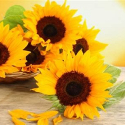 Sonnenblume