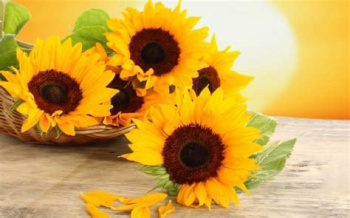 Sonnenblume
