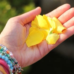 Blüten
